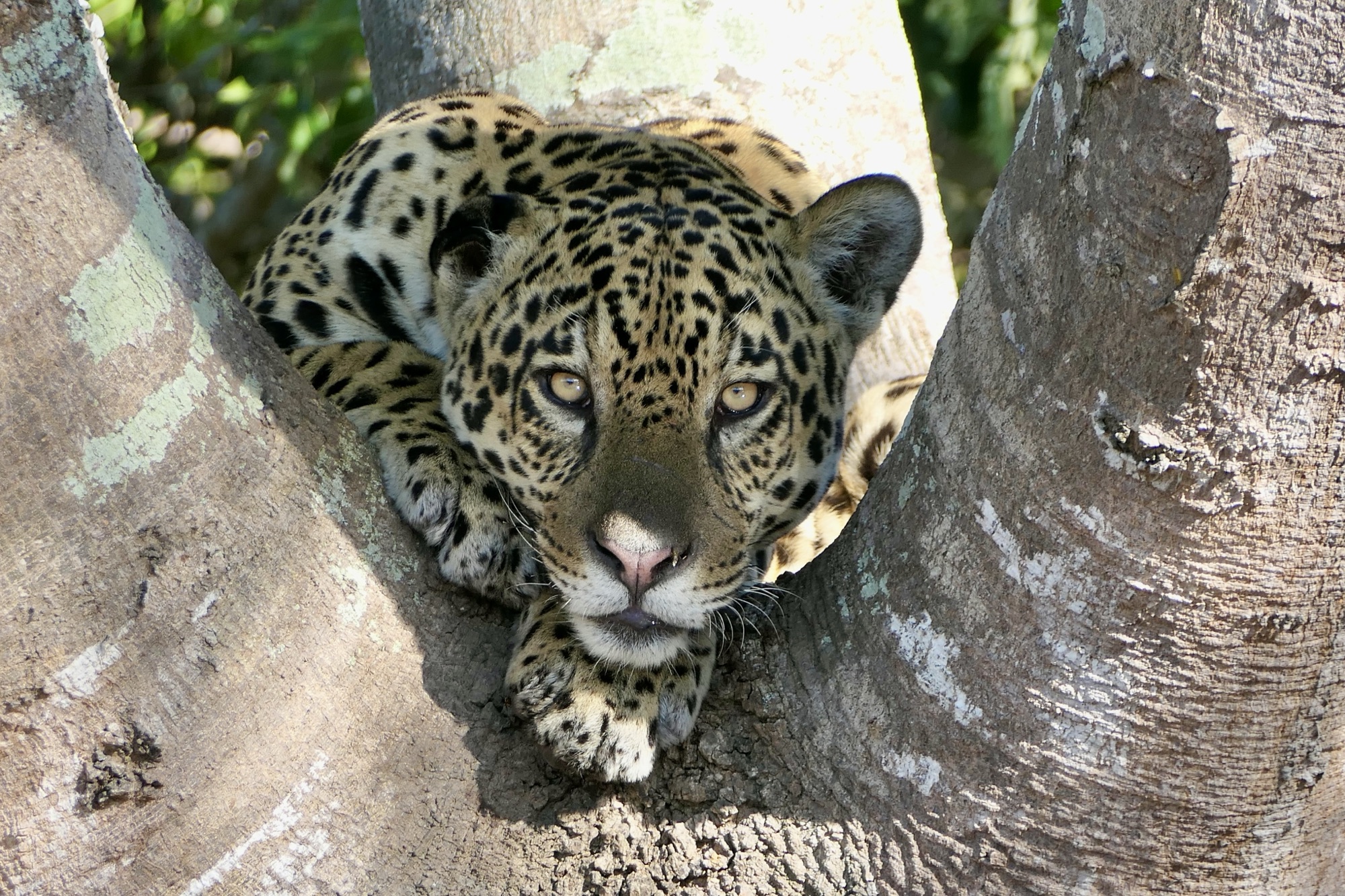 Das Pantanal